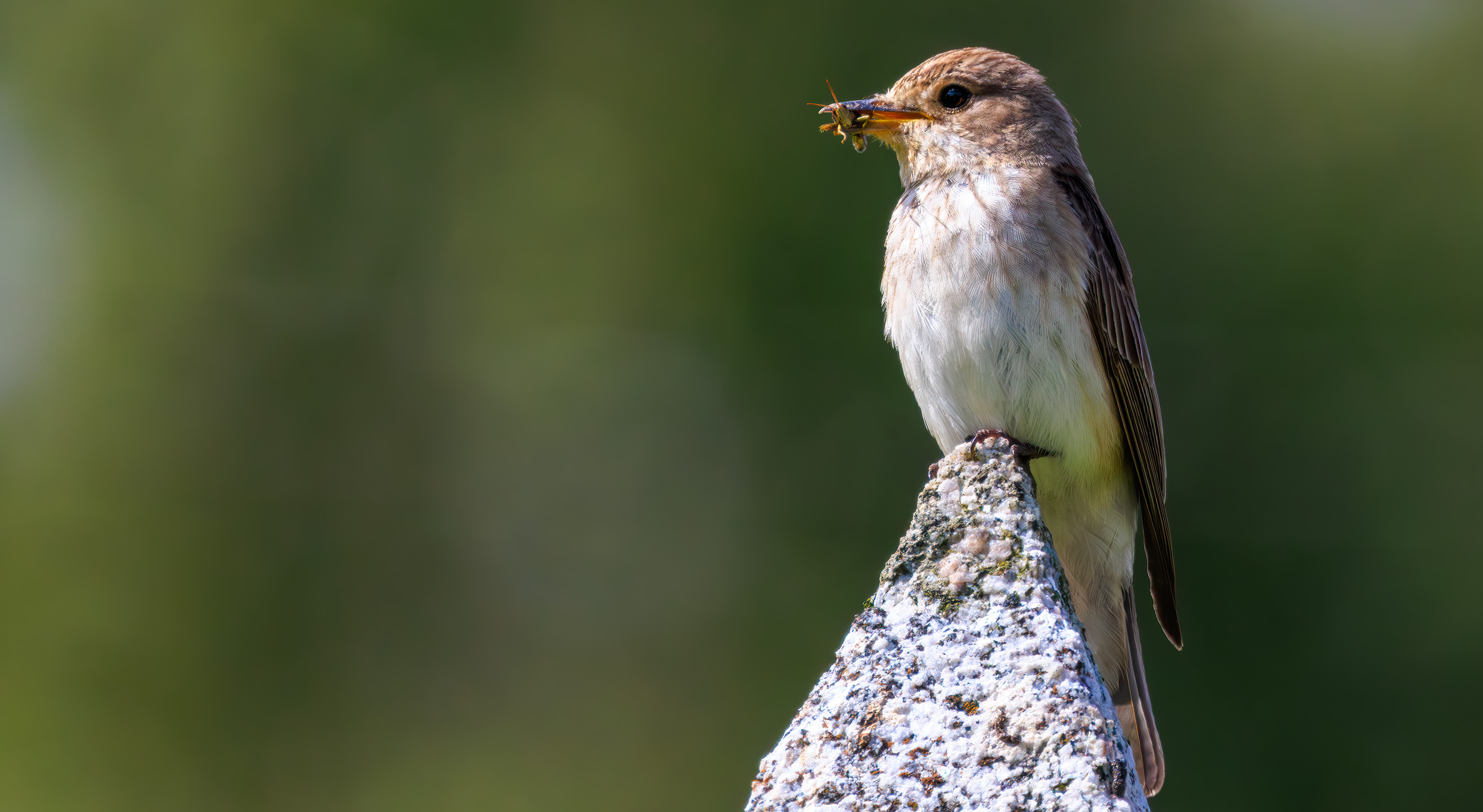 Muscicapa striata Spotted flycatcher on a memorial in scotland with grasshopper cricket in its mouth